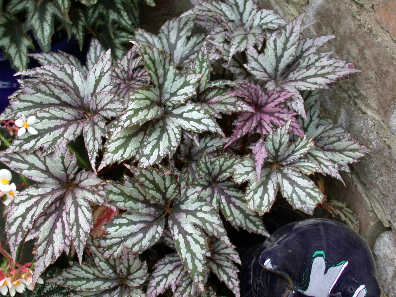 B. ‘Benitochiba’